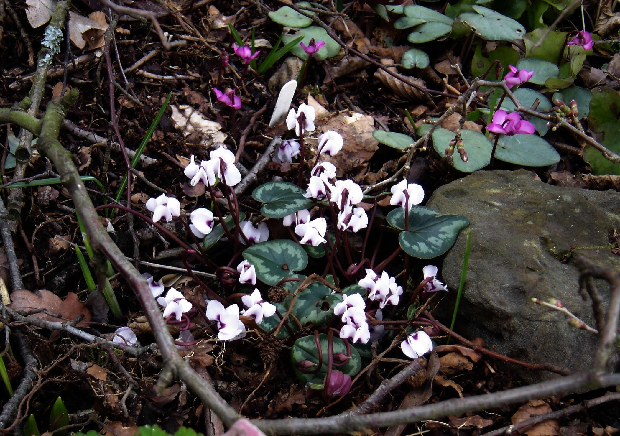 Image of Cyclamen coum Miller