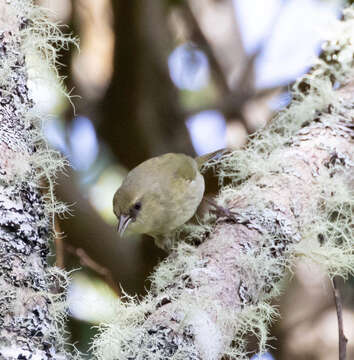 Image of Hawaii Creeper