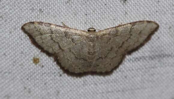 Image of Idaea coercita Lucas 1900