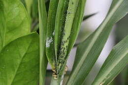 Image of Corn leaf aphid