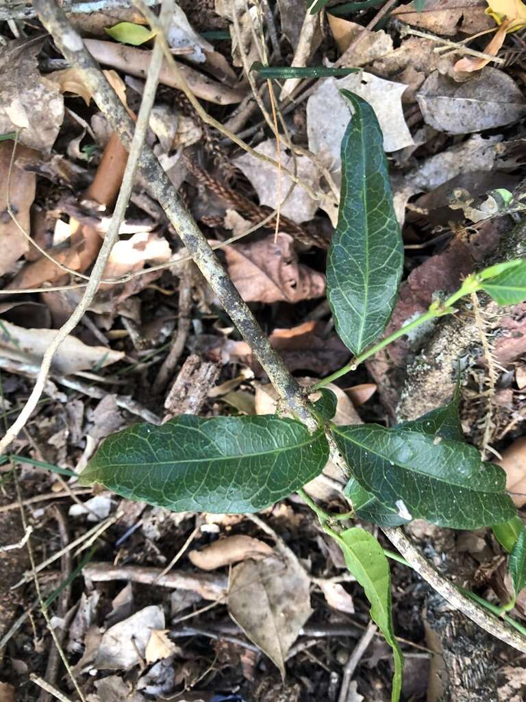 Plancia ëd Notelaea punctata R. Br.