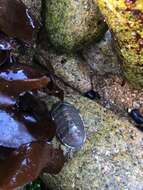 صورة Chiton cumingsii Frembly 1827