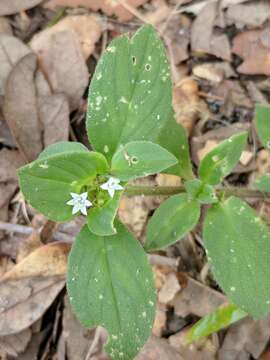 Image of rough Mexican clover