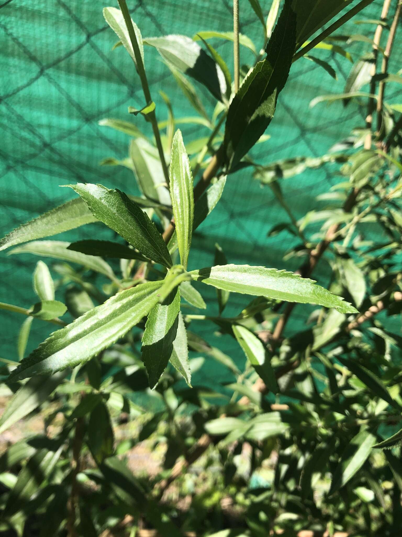 Image of Baccharis spicata (Lam.) Baill.