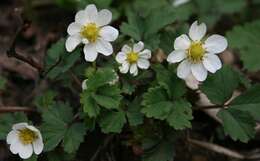 Image of Fragaria iinumae Makino