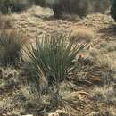 Image de Yucca baccata var. baccata