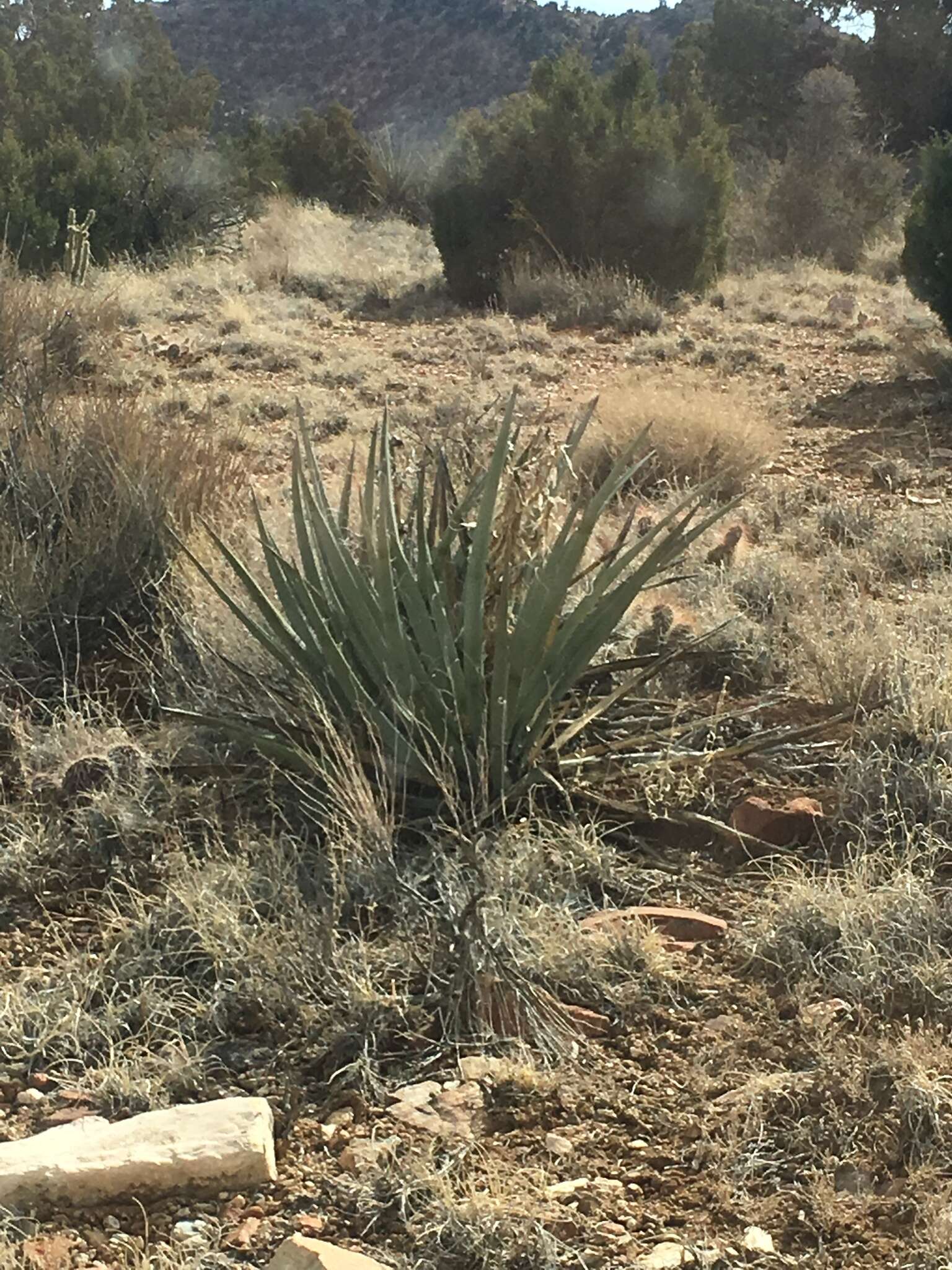 Imagem de Yucca baccata var. baccata