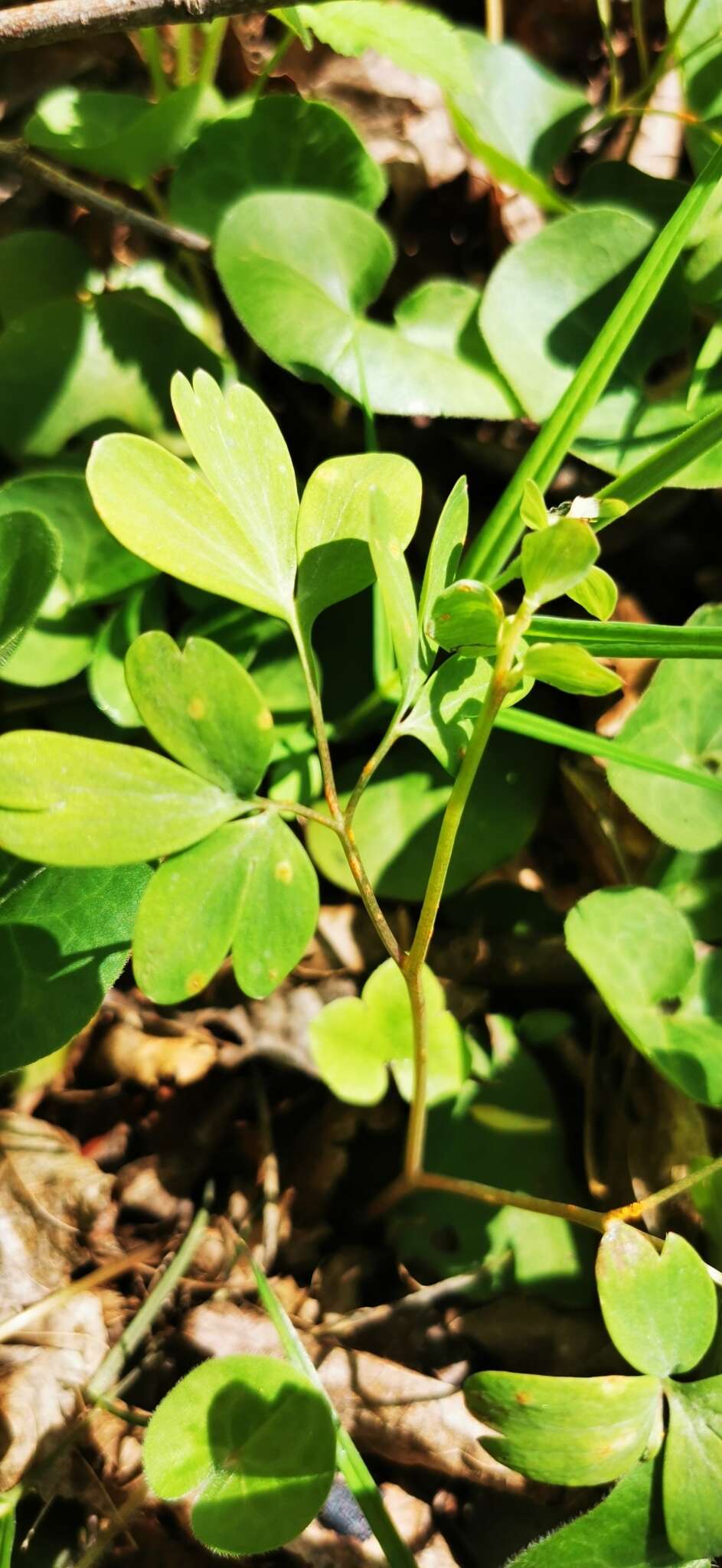 Peronospora corydalis-intermediae resmi