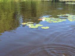 Nymphaea odorata subsp. tuberosa (Paine) J. H. Wiersema & C. B. Hellquist的圖片