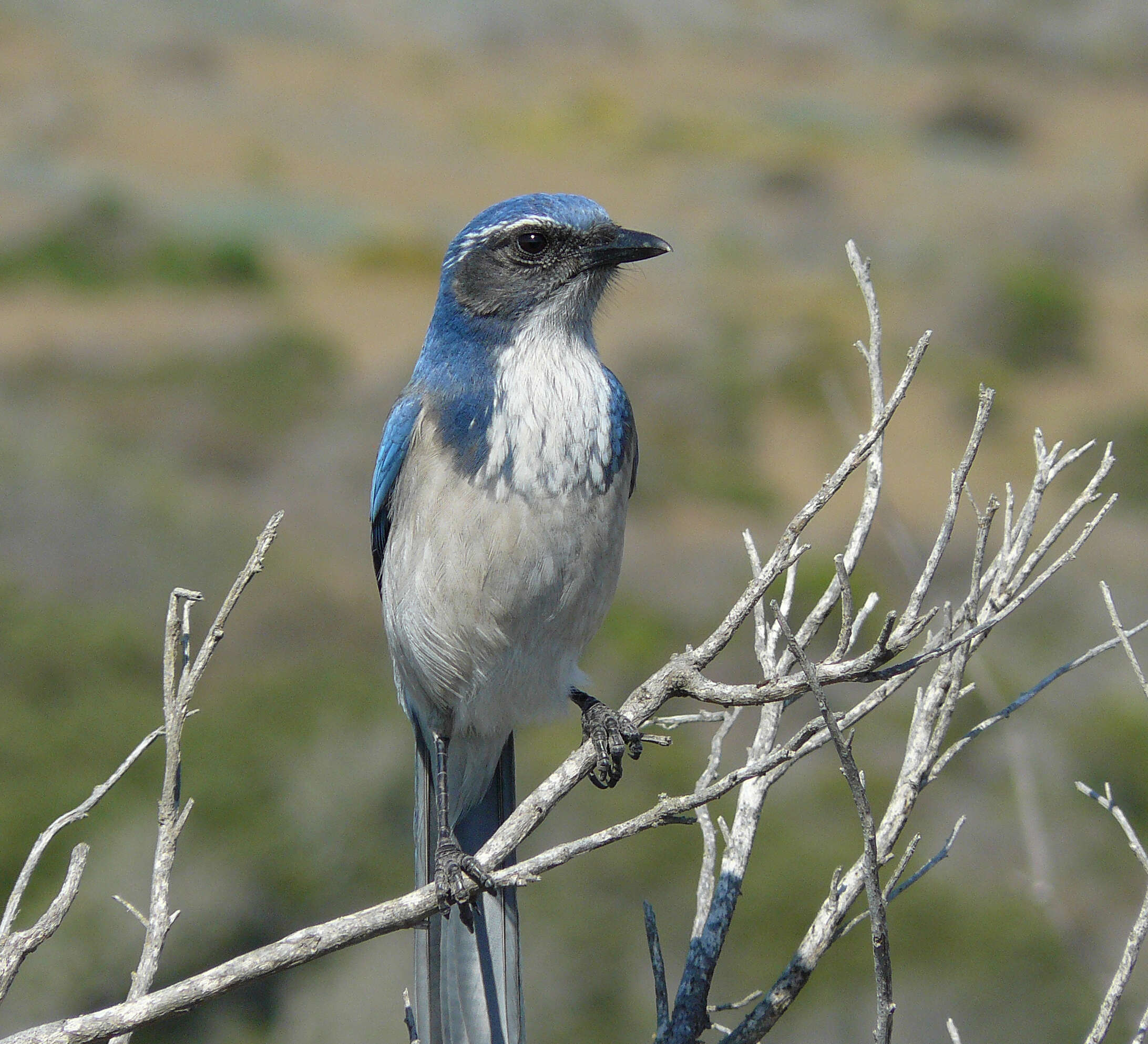 Image of Aphelocoma Cabanis 1851