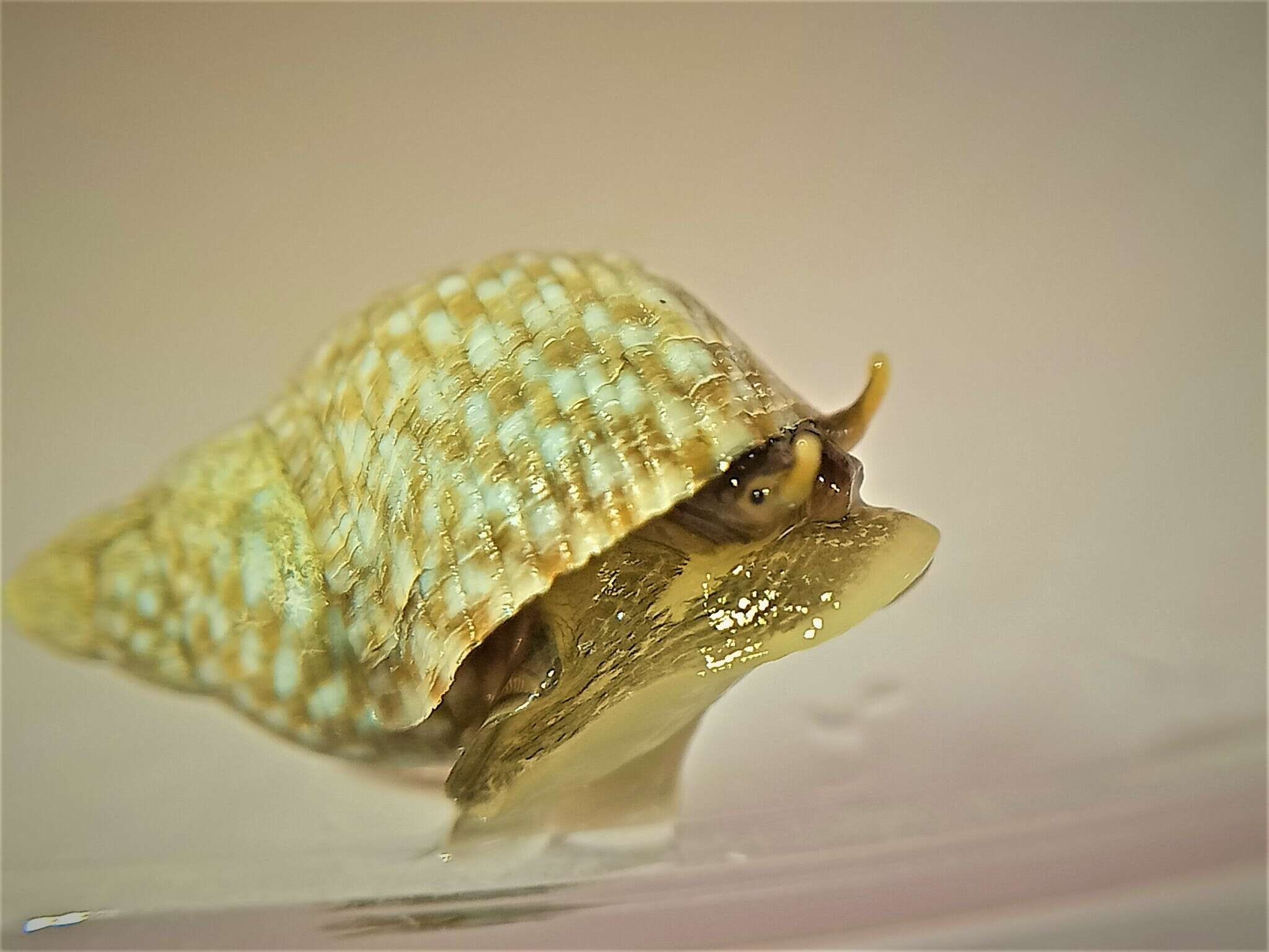 Image of Echinolittorina punctata (Gmelin 1791)