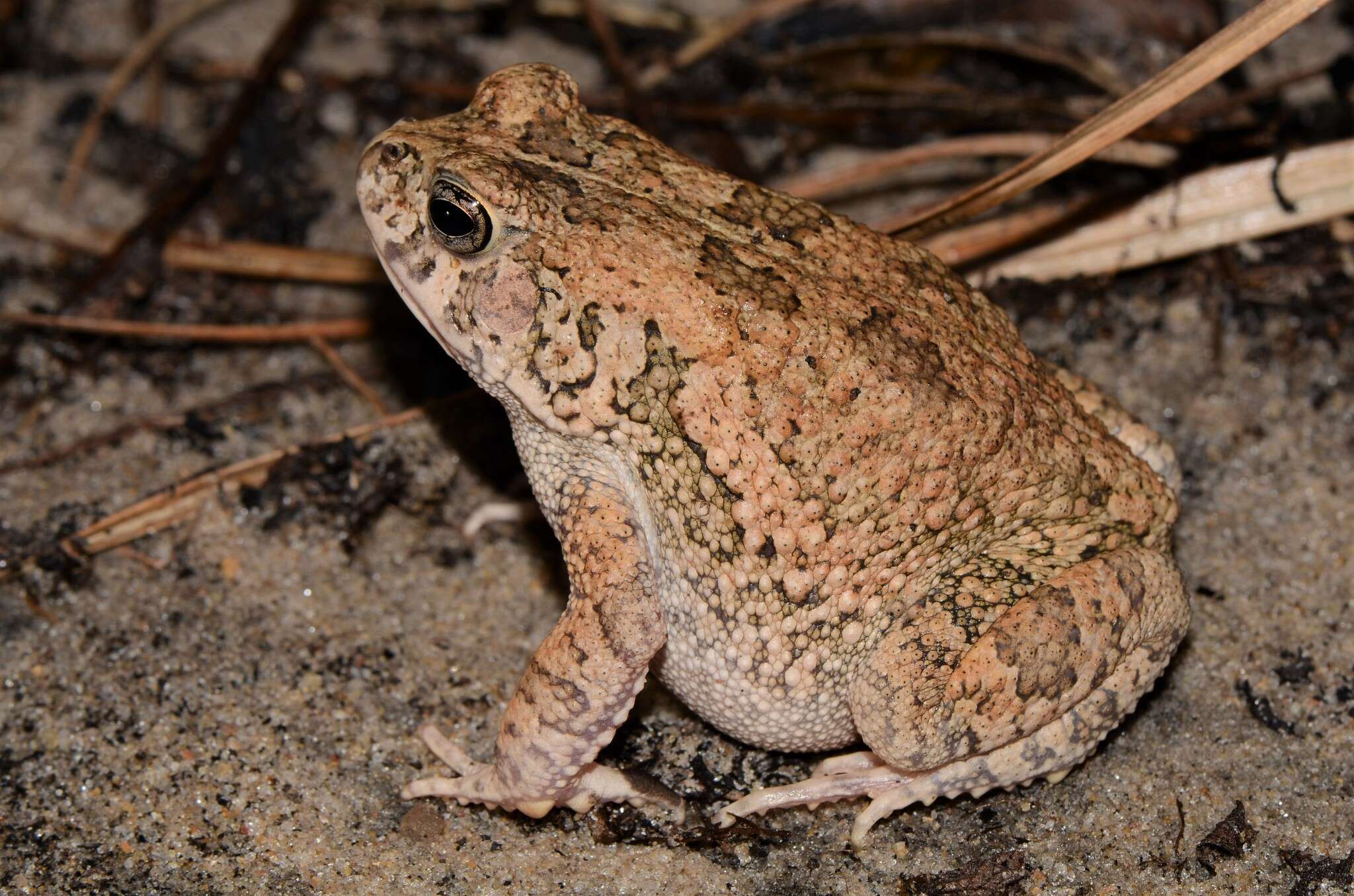 صورة Sclerophrys pusilla (Mertens 1937)