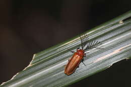 Image of Stenocladius azumai Nakane 1981