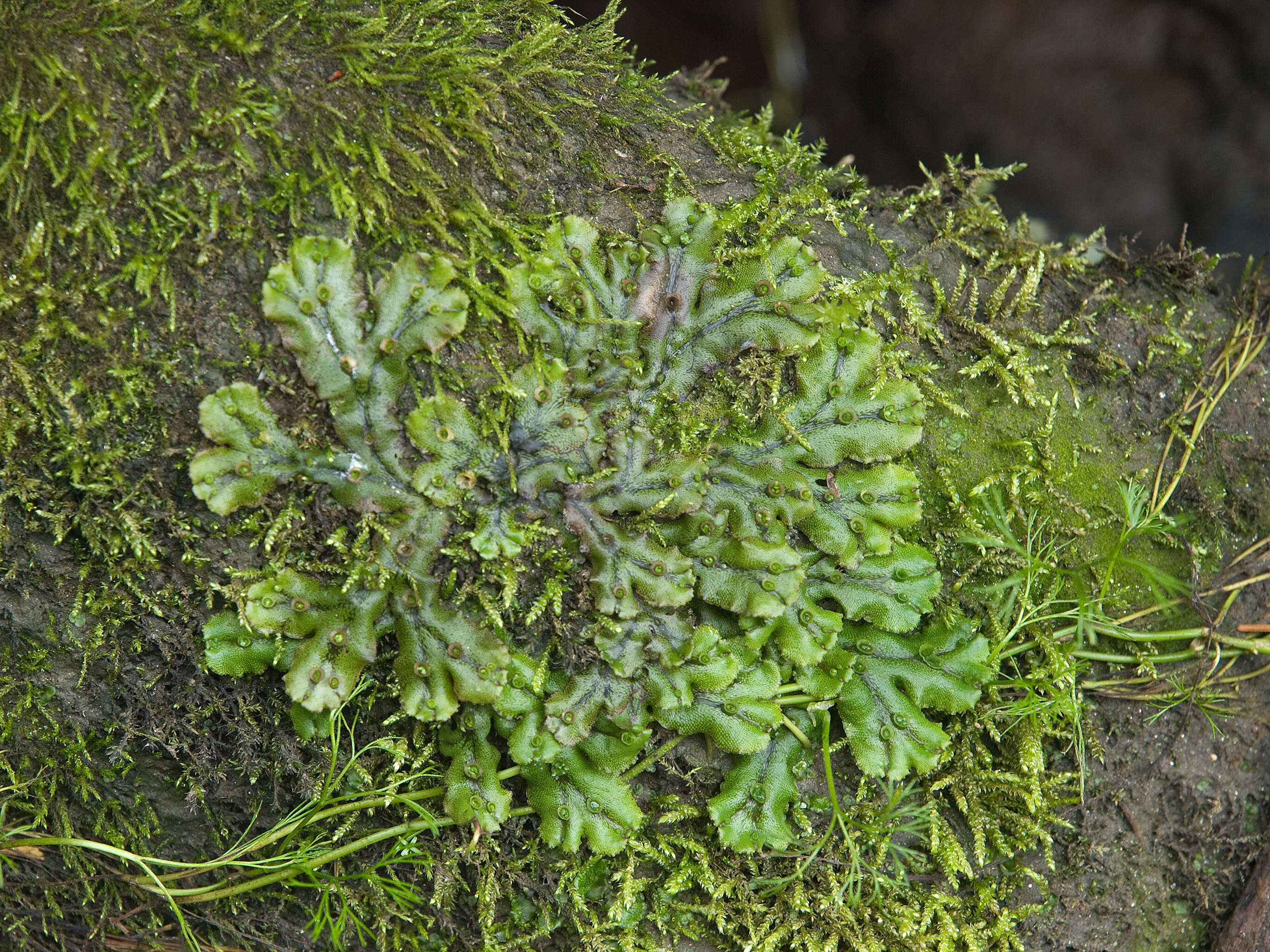 Image of common liverwort