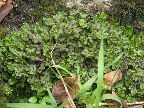 Image of common liverwort