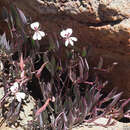 Imagem de Pelargonium lanceolatum (Cav.) Hort. ex Kern.