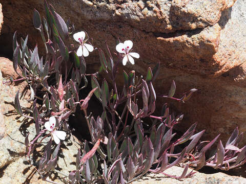 Imagem de Pelargonium lanceolatum (Cav.) Hort. ex Kern.