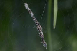 Image of Trashline orbweaver