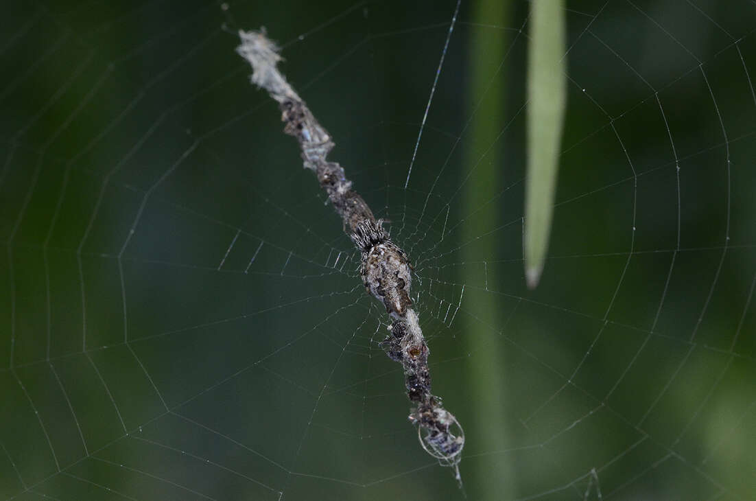 Image of Trashline orbweaver