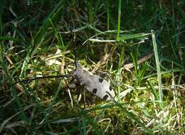 Image of Long-horned beetle