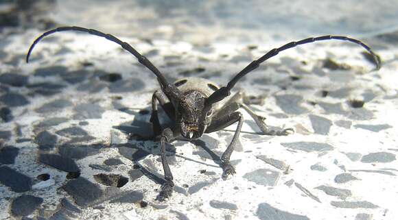 Image of Long-horned beetle