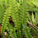 Image of Austroblechnum durum (T. Moore) Gasper & V. A. O. Dittrich