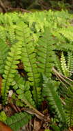 Austroblechnum durum (T. Moore) Gasper & V. A. O. Dittrich的圖片