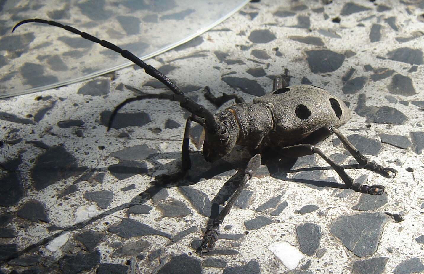 Image of Long-horned beetle