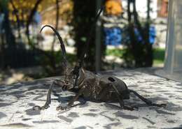 Image of Long-horned beetle