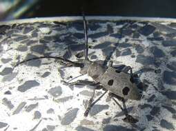 Image of Long-horned beetle