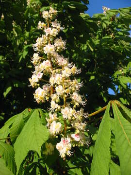 Image of European horse chestnut