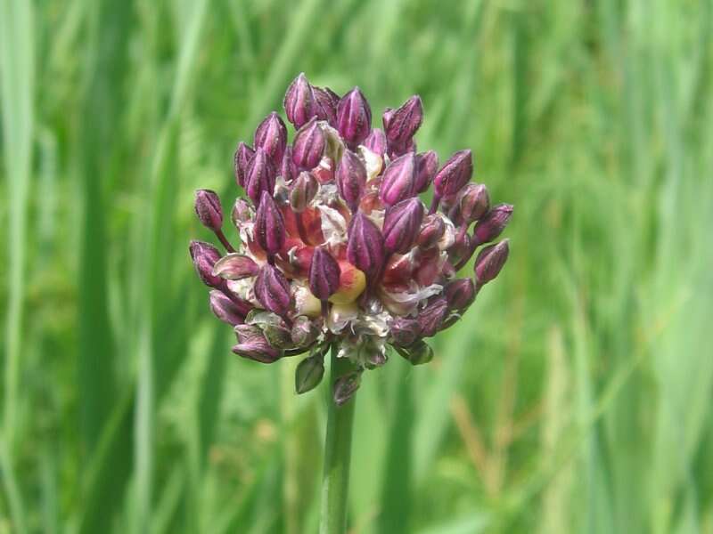 Allium scorodoprasum L.的圖片