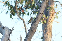 Image of Band-faced Honeyeaters