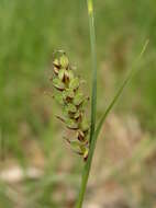 Imagem de Carex panicea L.