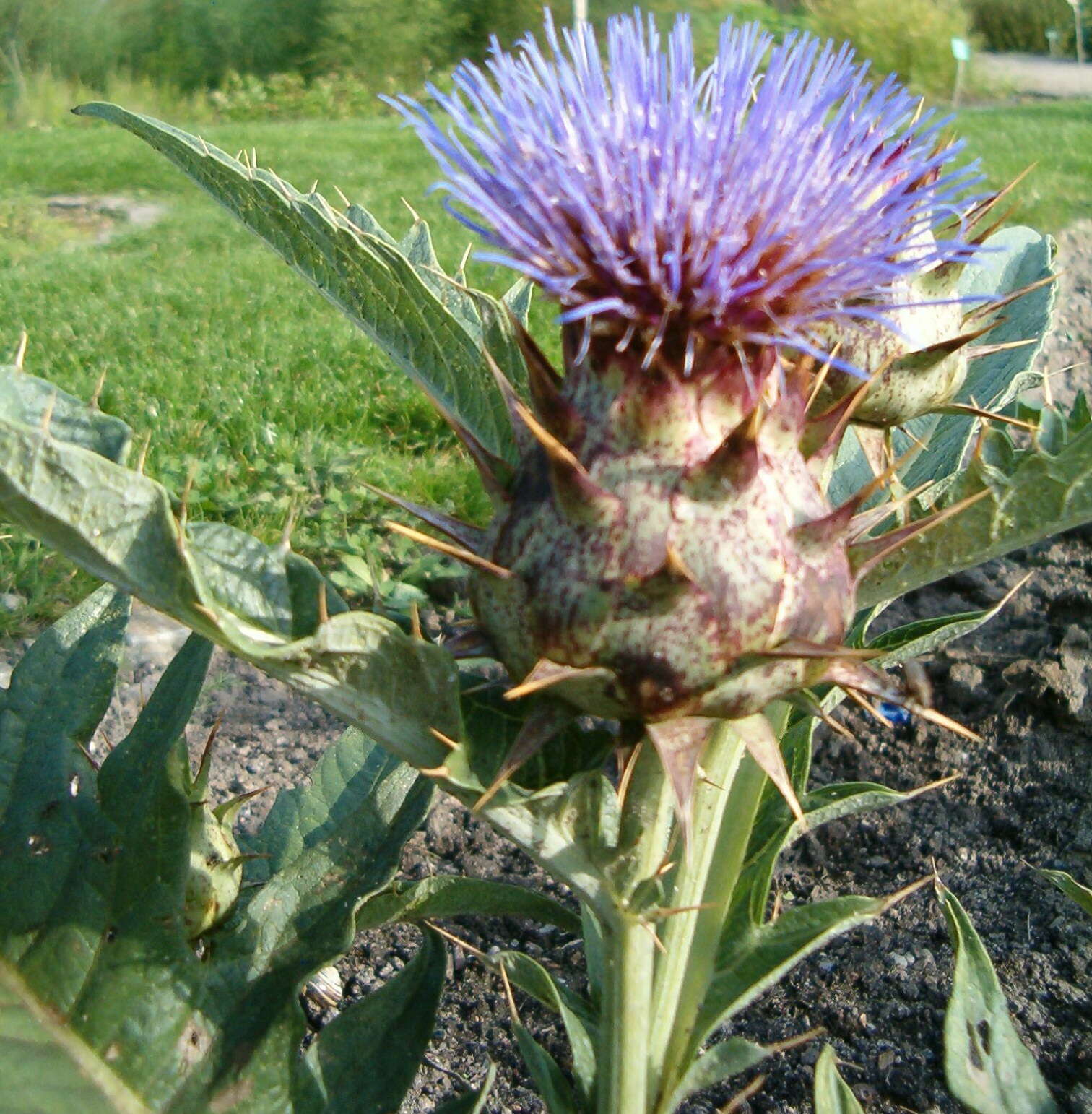 Image of cardoon