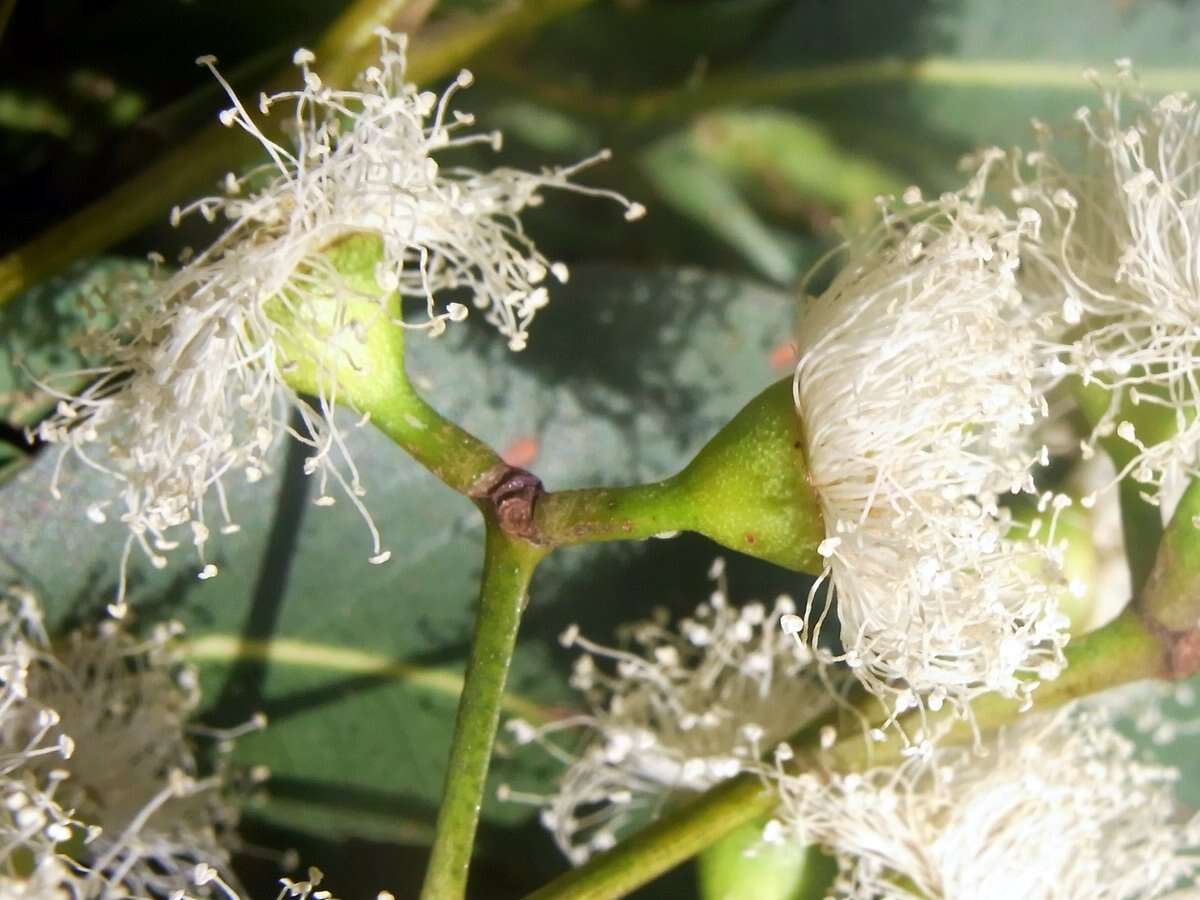 Imagem de Eucalyptus acmenoides Schauer