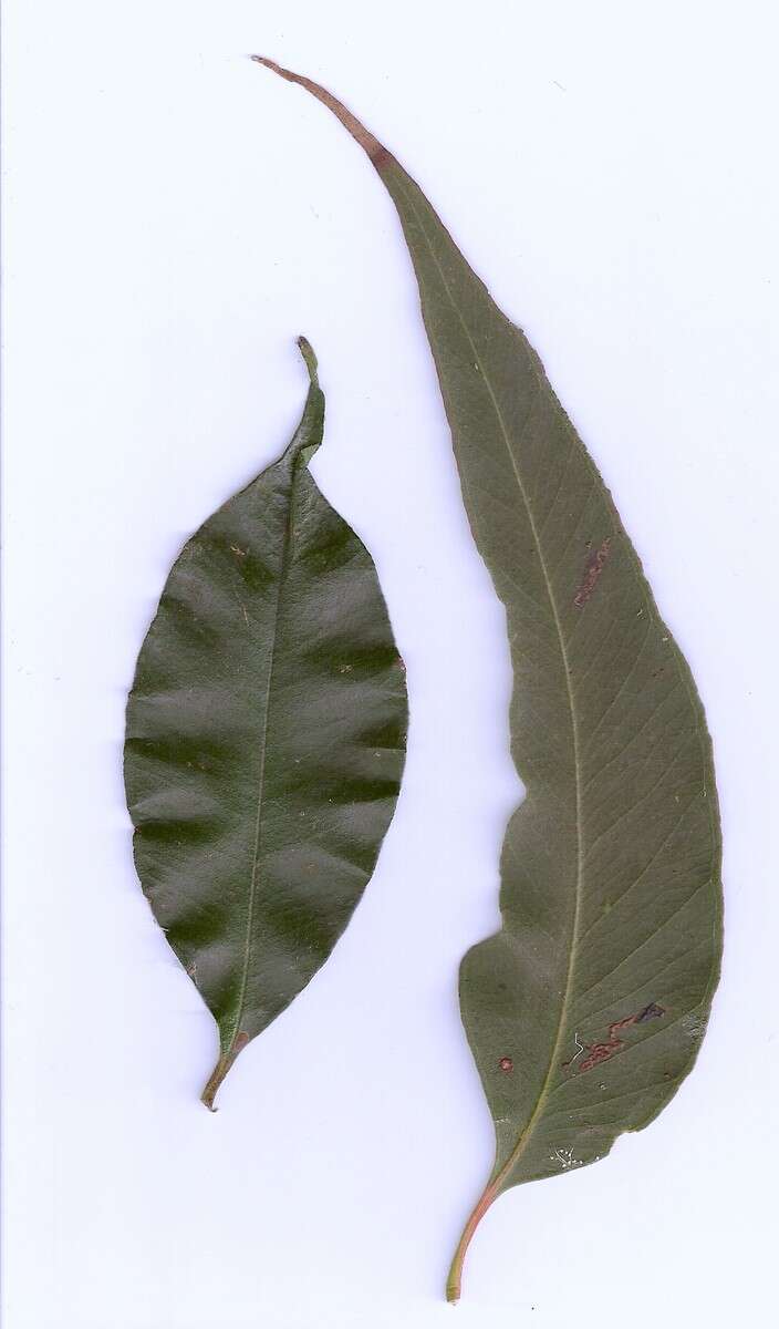 Imagem de Eucalyptus acmenoides Schauer