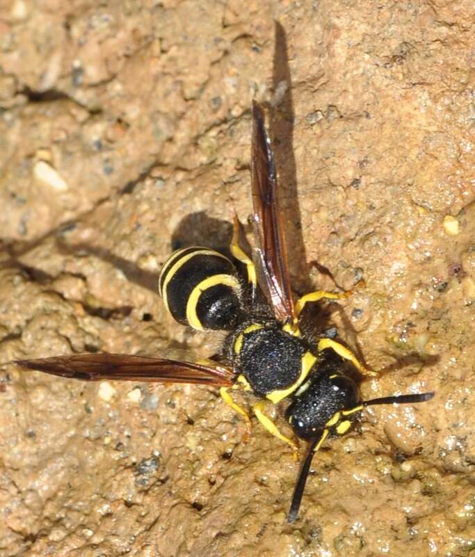 Image de Odynerus consobrinus Dufour 1839