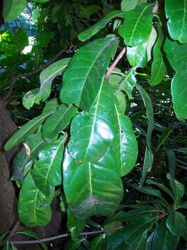 Image of yellow-boxwood