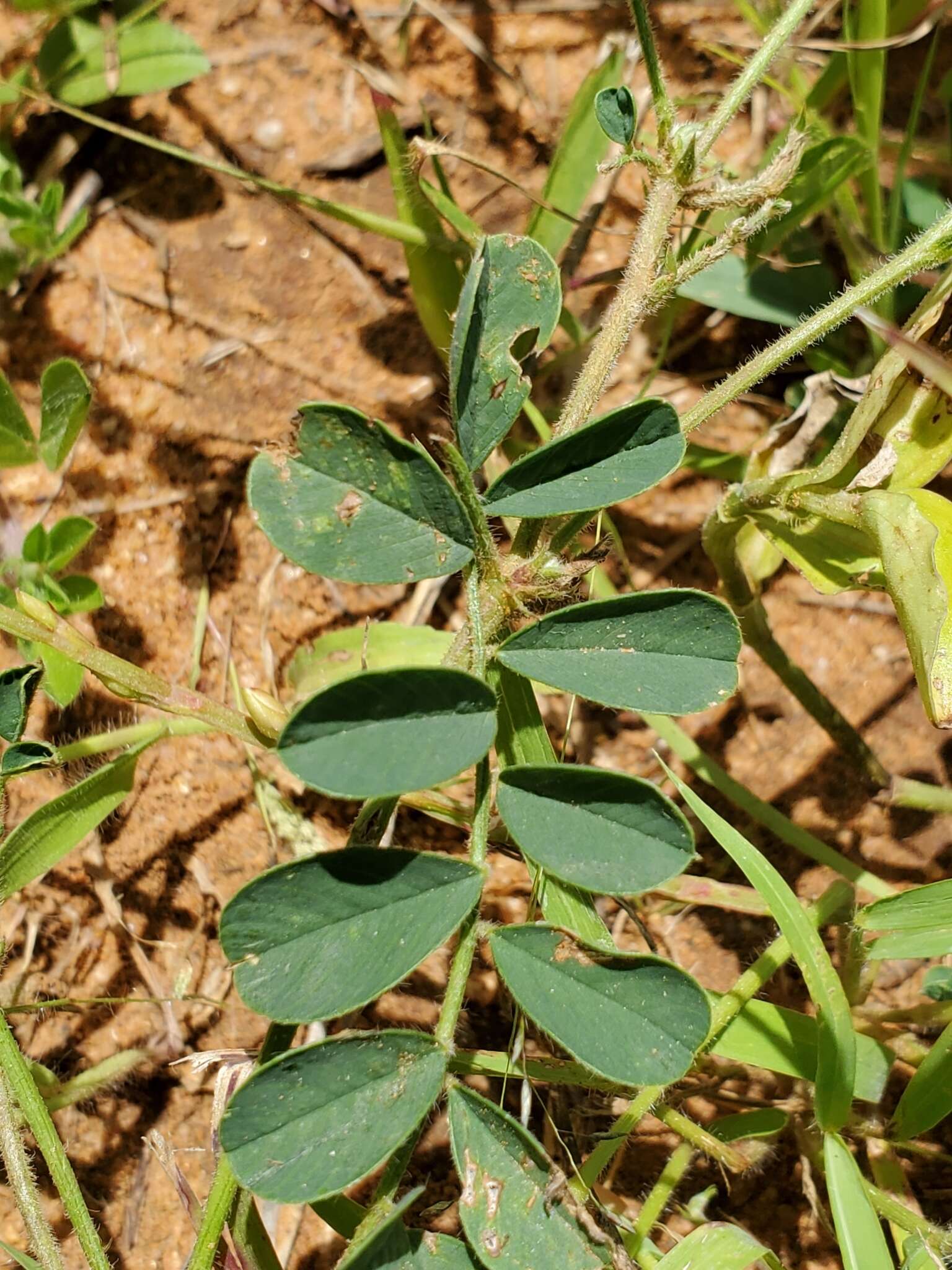 Image of Tephrosia burchellii Burtt Davy