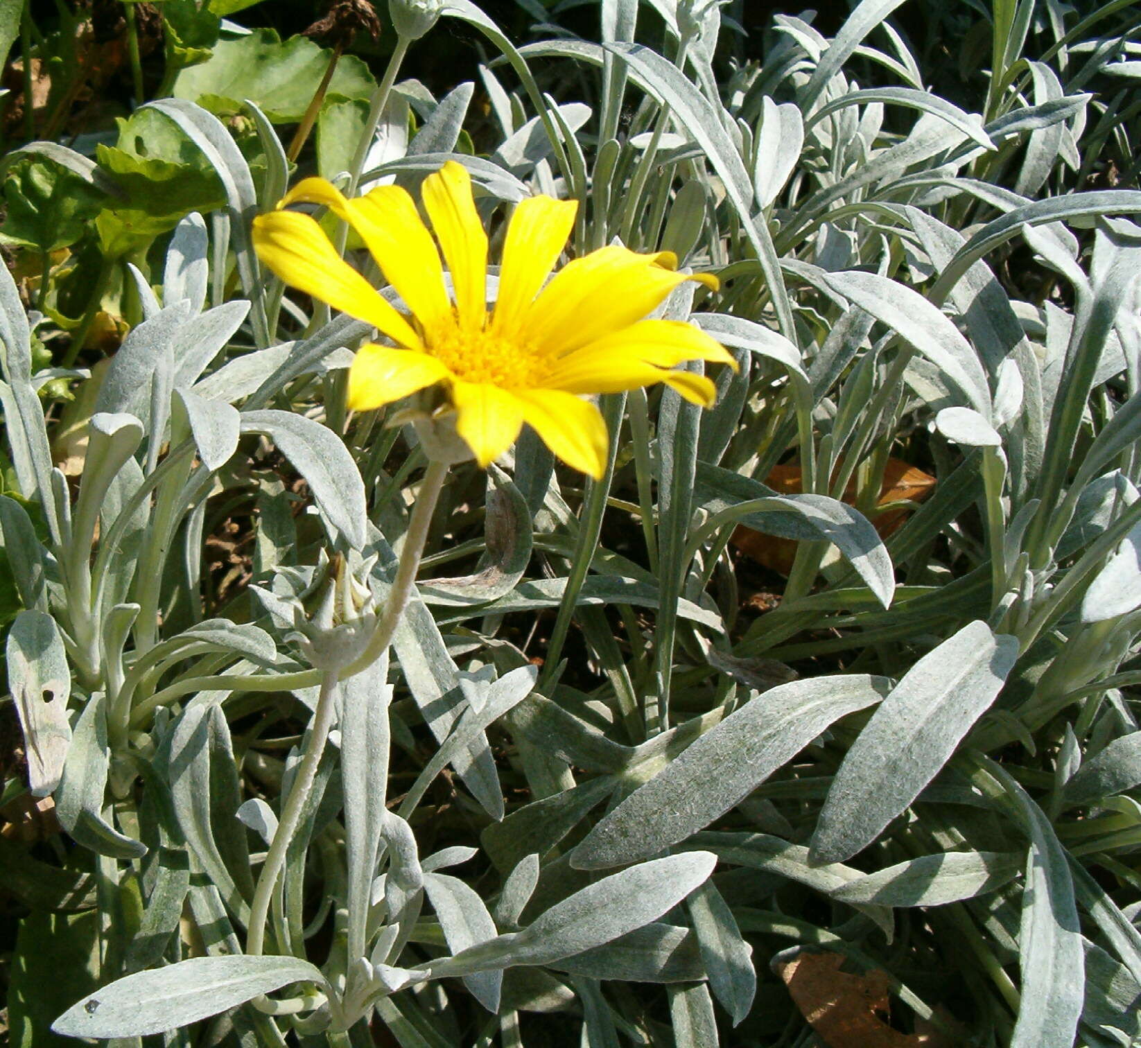 Image of treasure-flower