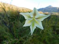 Imagem de Gladiolus tristis L.