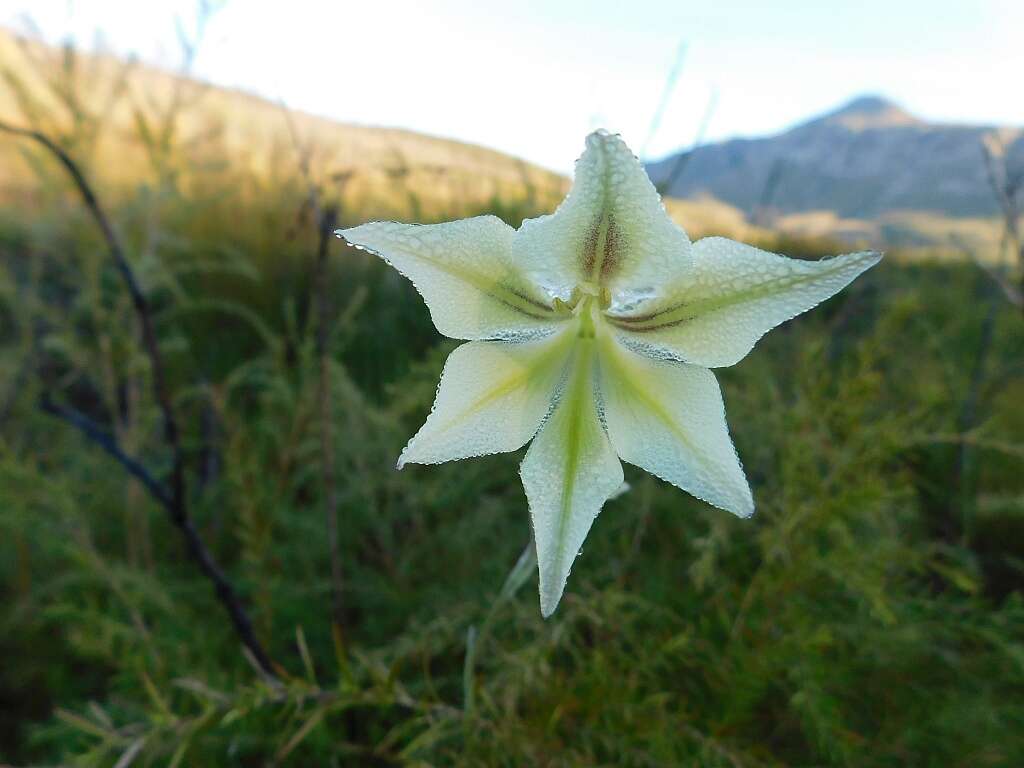 Imagem de Gladiolus tristis L.