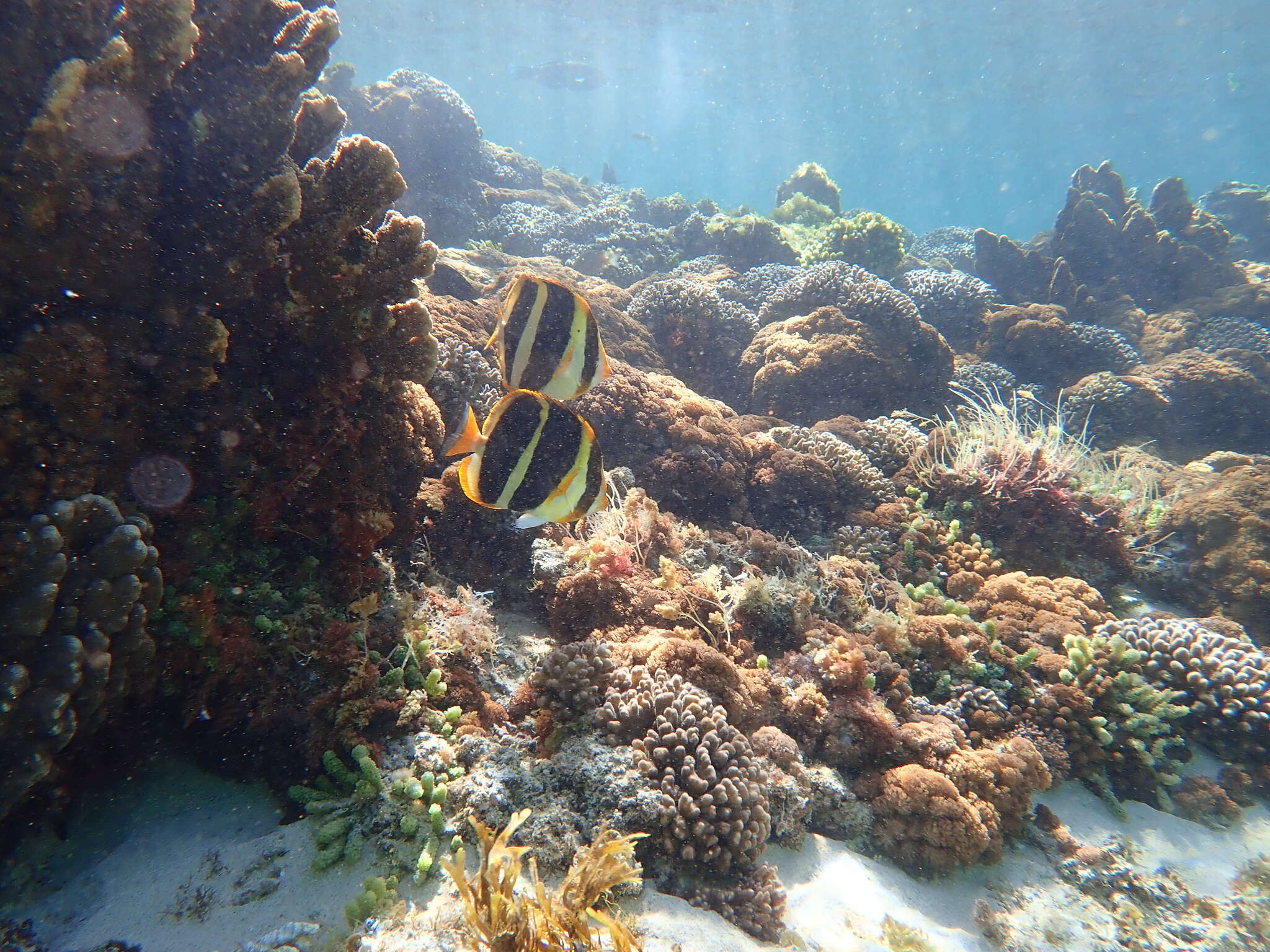 Image of Three-striped Butterflyfish