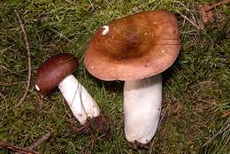 Image of Russula integra