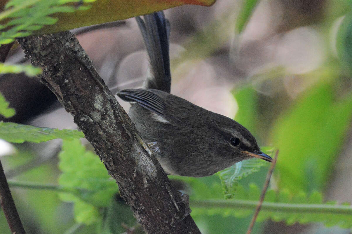 Image of Aberrant Bush Warbler