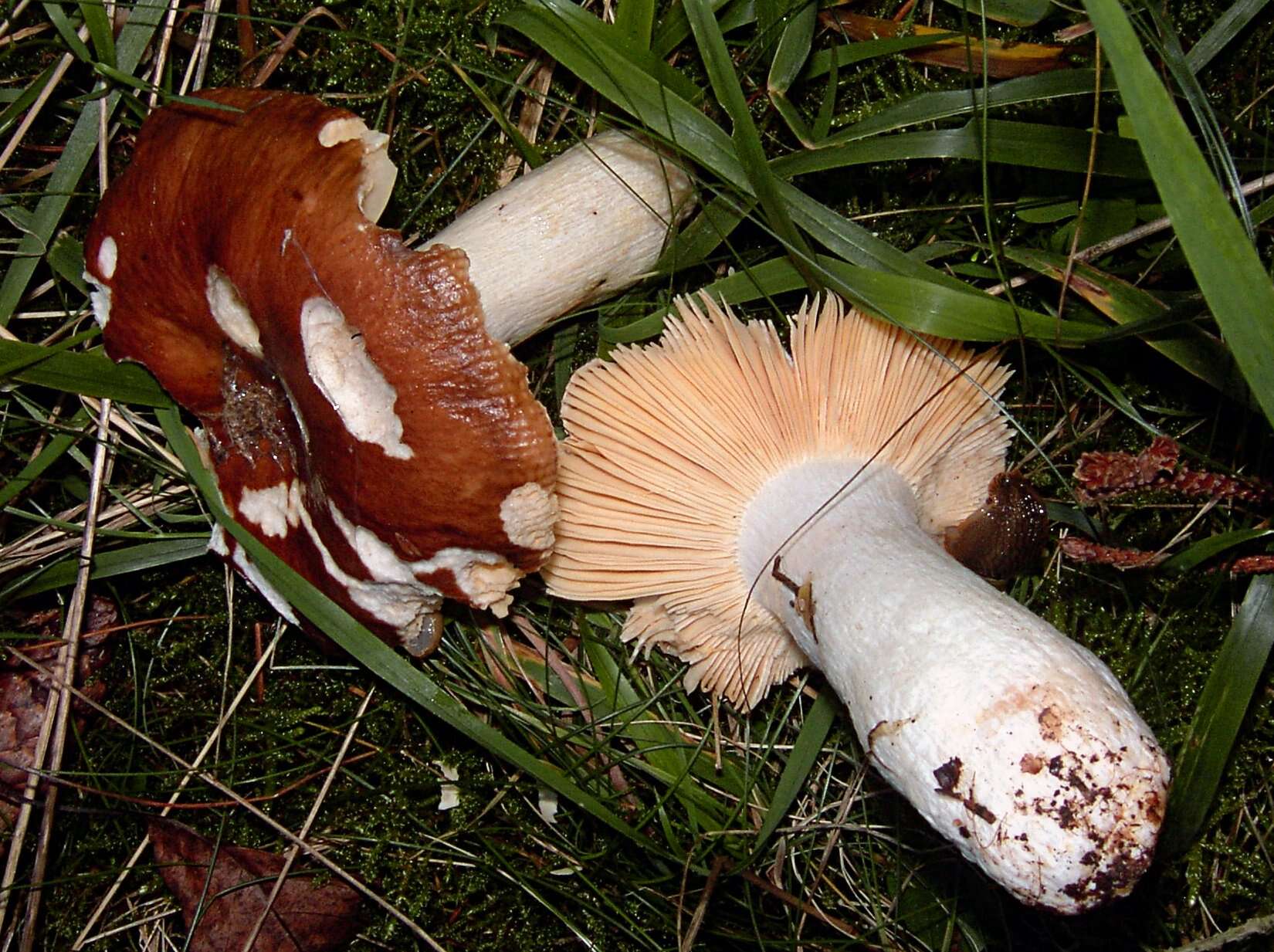 Image of Russula integra