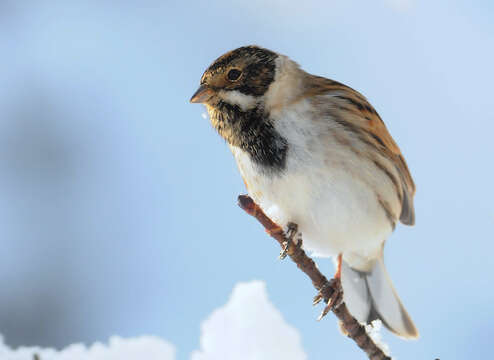 Image of Common Reed Bunting