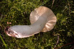 Image of Russula integra