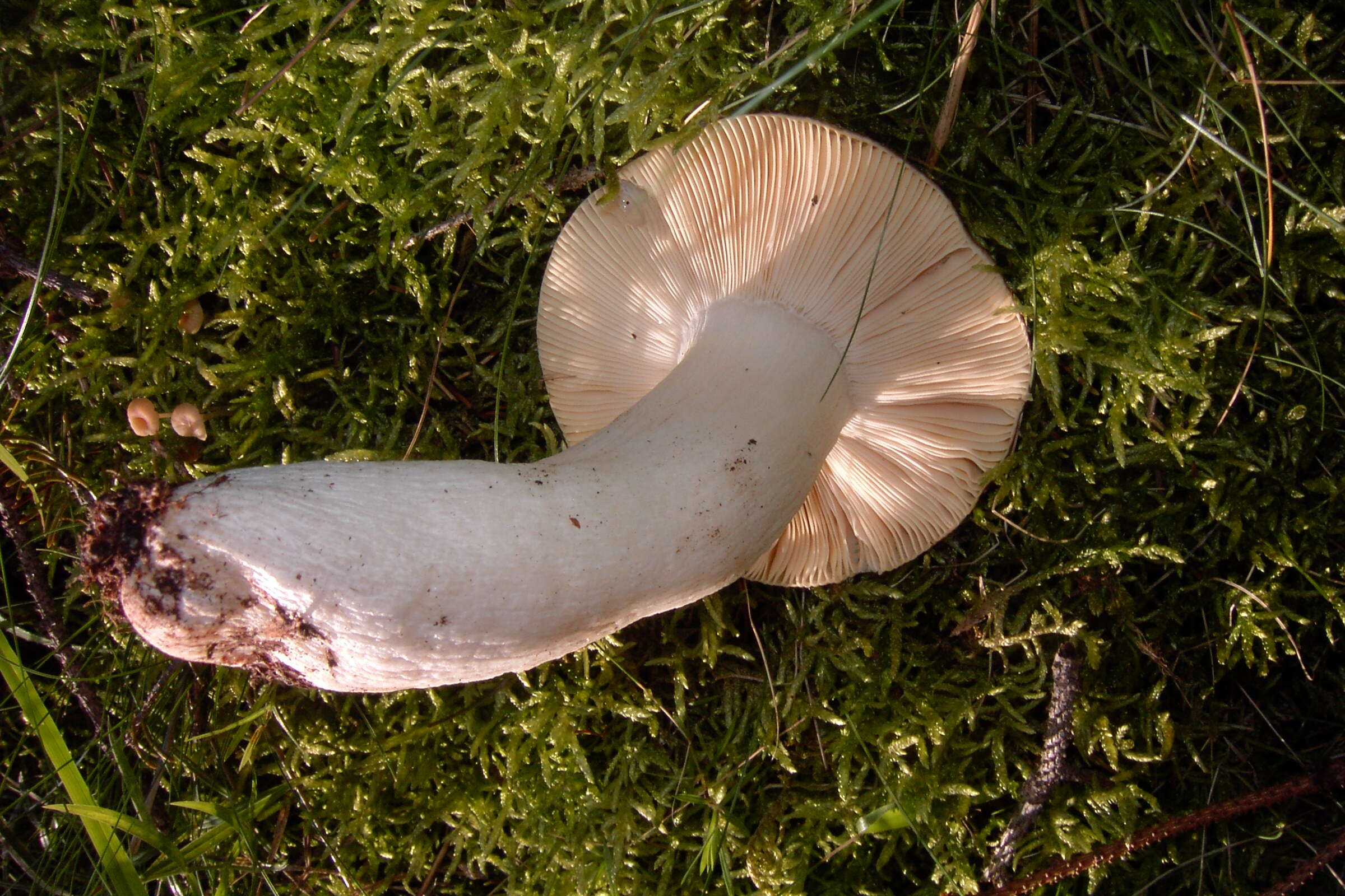 Image of Russula integra